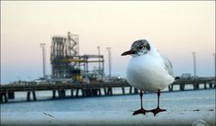 شرکت اینترپرایز پروداکتس برنامه دارد تا ظرفیت صادراتی اتیلن و اتان خود را توسعه دهد