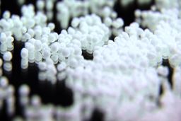 قیمت های اوره در خاورمیانه ثابت می ماند؟