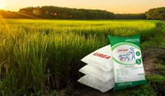 سانسرز: بازار داخلی اوره به طور موقت تثبیت شد