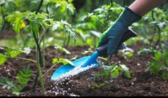 قیمت تندر هندوستان ارزان تر از آخرین قیمت های صادراتی اوره چین| اوره پتروشیمی های ایرانی در محدوده ۲۸۰ تا ۲۸۵ دلار در هر تن