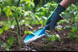 قیمت تندر هندوستان ارزان تر از آخرین قیمت های صادراتی اوره چین| اوره پتروشیمی های ایرانی در محدوده ۲۸۰ تا ۲۸۵ دلار در هر تن