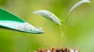 خارج شدن ایران از بازار اوره جهان؛ بازار داغ اوره جهانی و غیبت اوره سازهای ایرانی به دلیل نداشتن خوراک گاز!