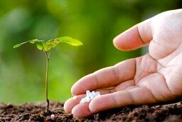 قیمت اوره صادراتی پتروشیمی های ایرانی